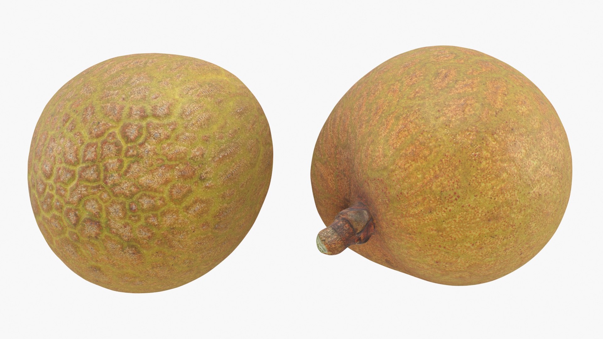 Longan Collection 3D model https://p.turbosquid.com/ts-thumb/se/RzTnVK/g8/longan02_a0002/jpg/1781257034/1920x1080/fit_q87/09ff3e5f03b7c48980c94db710027c79cee5fe28/longan02_a0002.jpg