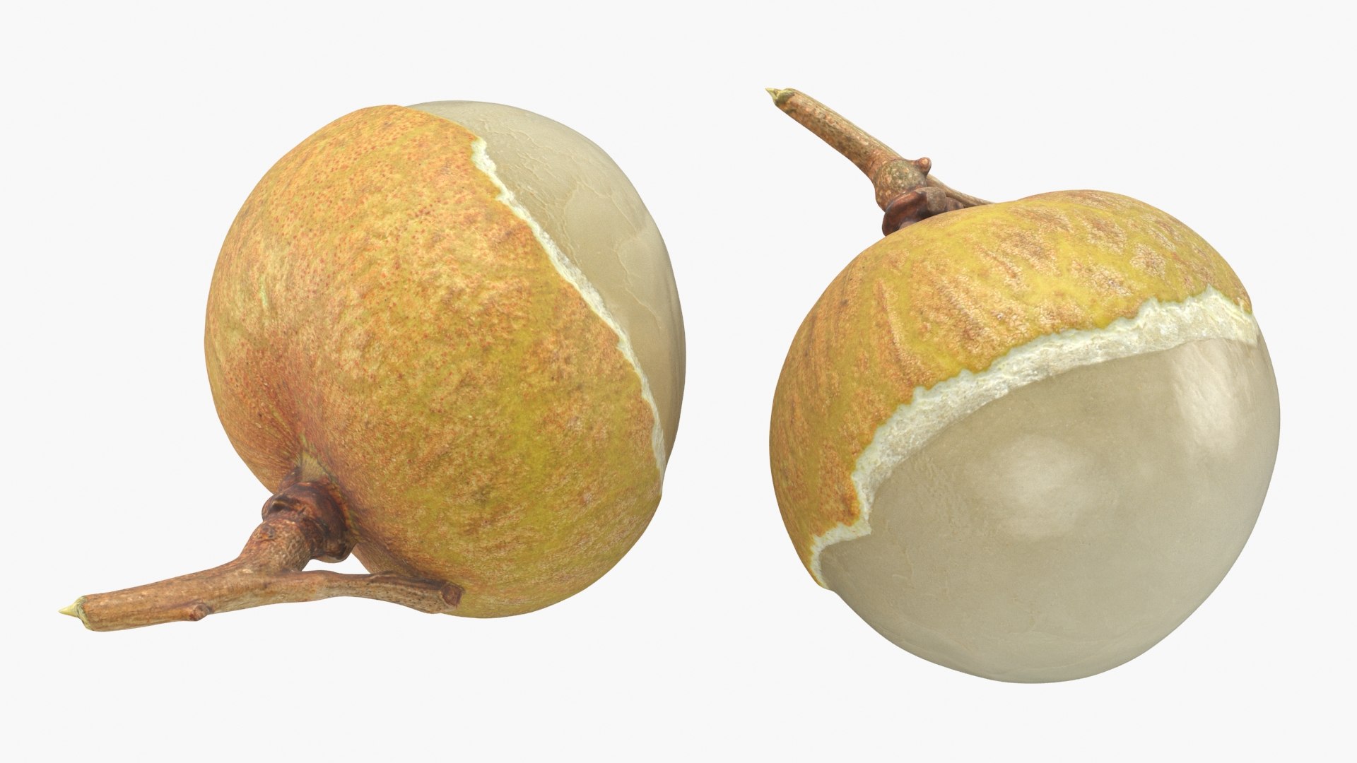 Longan Collection 3D model https://p.turbosquid.com/ts-thumb/se/RzTnVK/rk/longancut01_a0002/jpg/1781257036/1920x1080/fit_q87/62c0959c60da909503d7e22b1b867cbd18abe45c/longancut01_a0002.jpg
