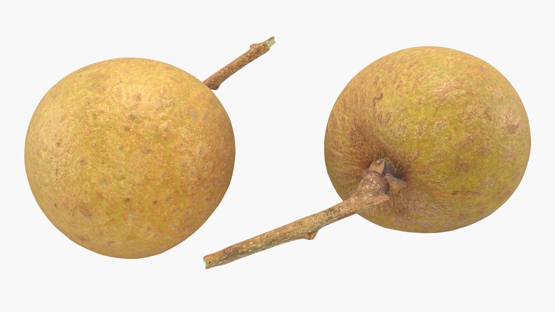 Longan Collection 3D model https://p.turbosquid.com/ts-thumb/se/RzTnVK/vK/longan01_a0002/jpg/1781257032/1920x1080/fit_q87/063917f0b2443af1751701de0efccfb2159392e9/longan01_a0002.jpg