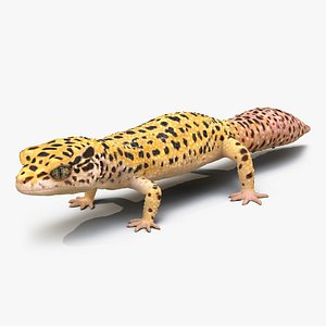 Leopard Gecko