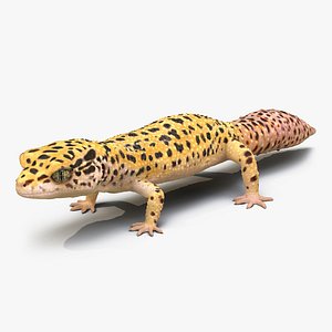 Leopard Gecko