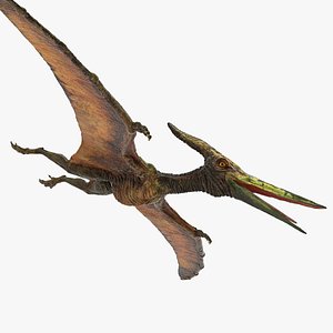 Pteranodon Flying Carnivorous Reptile 3D Model