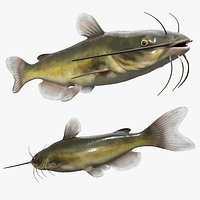 Channel Catfish Rigged For Maya