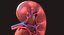 Human Kidney