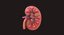 Human Kidney