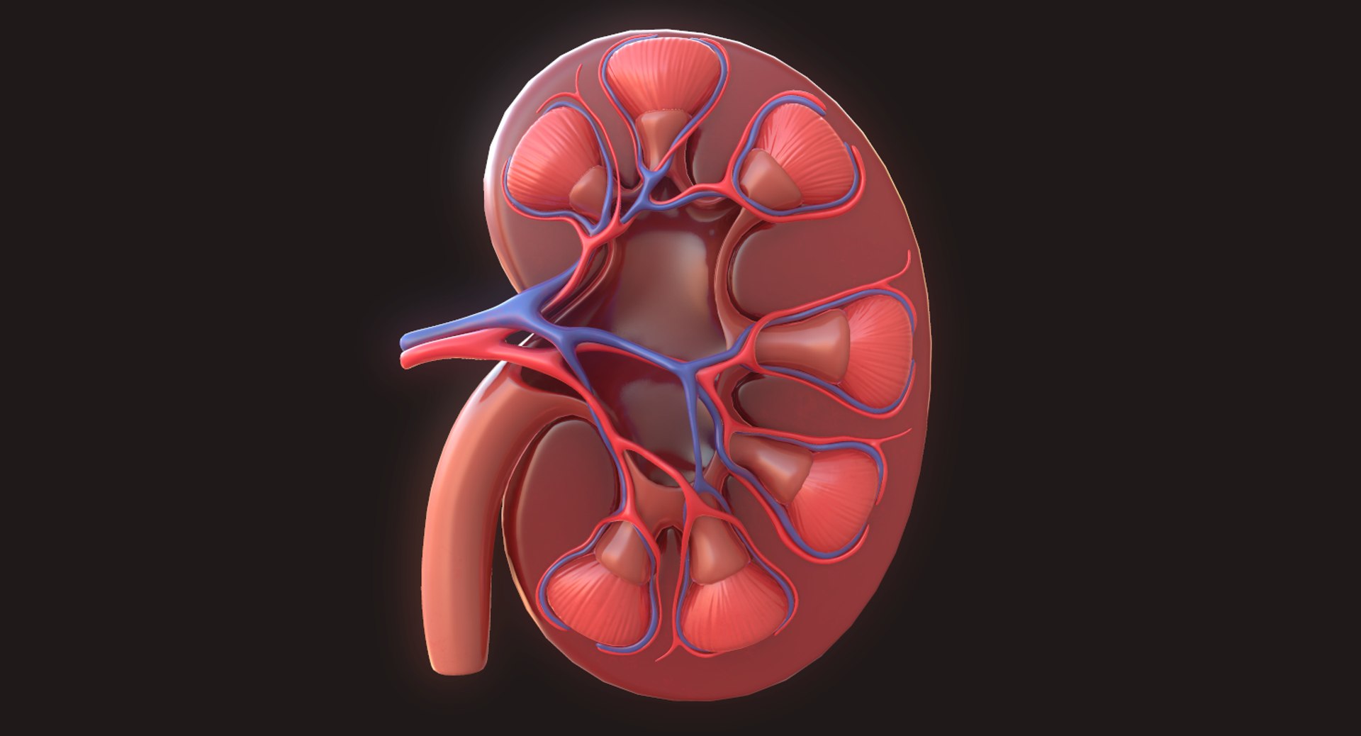 Human Kidney 3D Model - TurboSquid 1423343