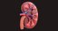 Human Kidney
