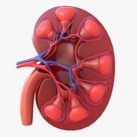 Human Kidney