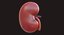 Human Kidney