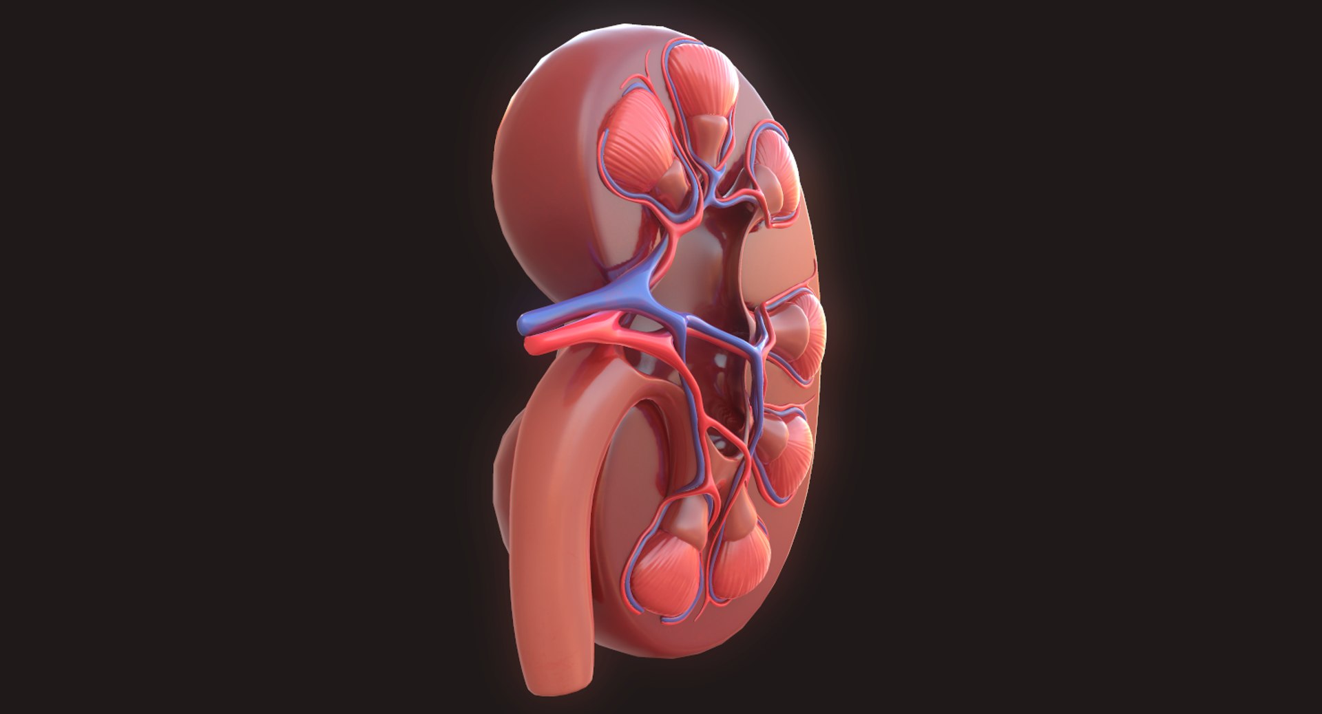 human kidney 3D model https://p.turbosquid.com/ts-thumb/sf/46v7Kf/XA6Vpe44/13/png/1562342648/1920x1080/fit_q87/257d62ec4c845d11ae11cd044ae59c5263a0d0b4/13.jpg