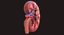 Human Kidney