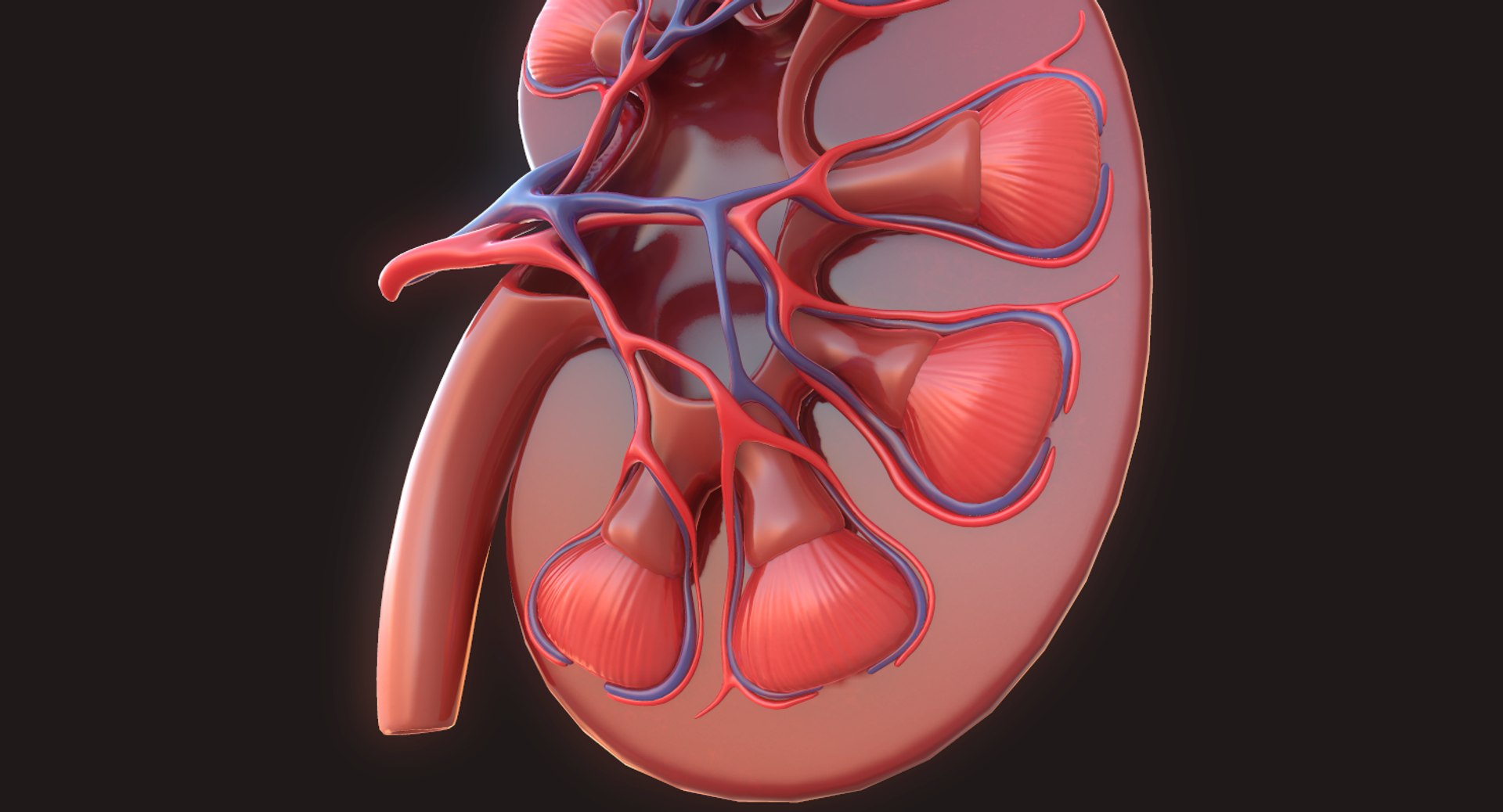 human kidney 3D model https://p.turbosquid.com/ts-thumb/sf/46v7Kf/YCBkpoFy/10/png/1562342648/1920x1080/fit_q87/6e119dd4812123dfcc3dff034f4cceebdf919b64/10.jpg