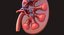 Human Kidney