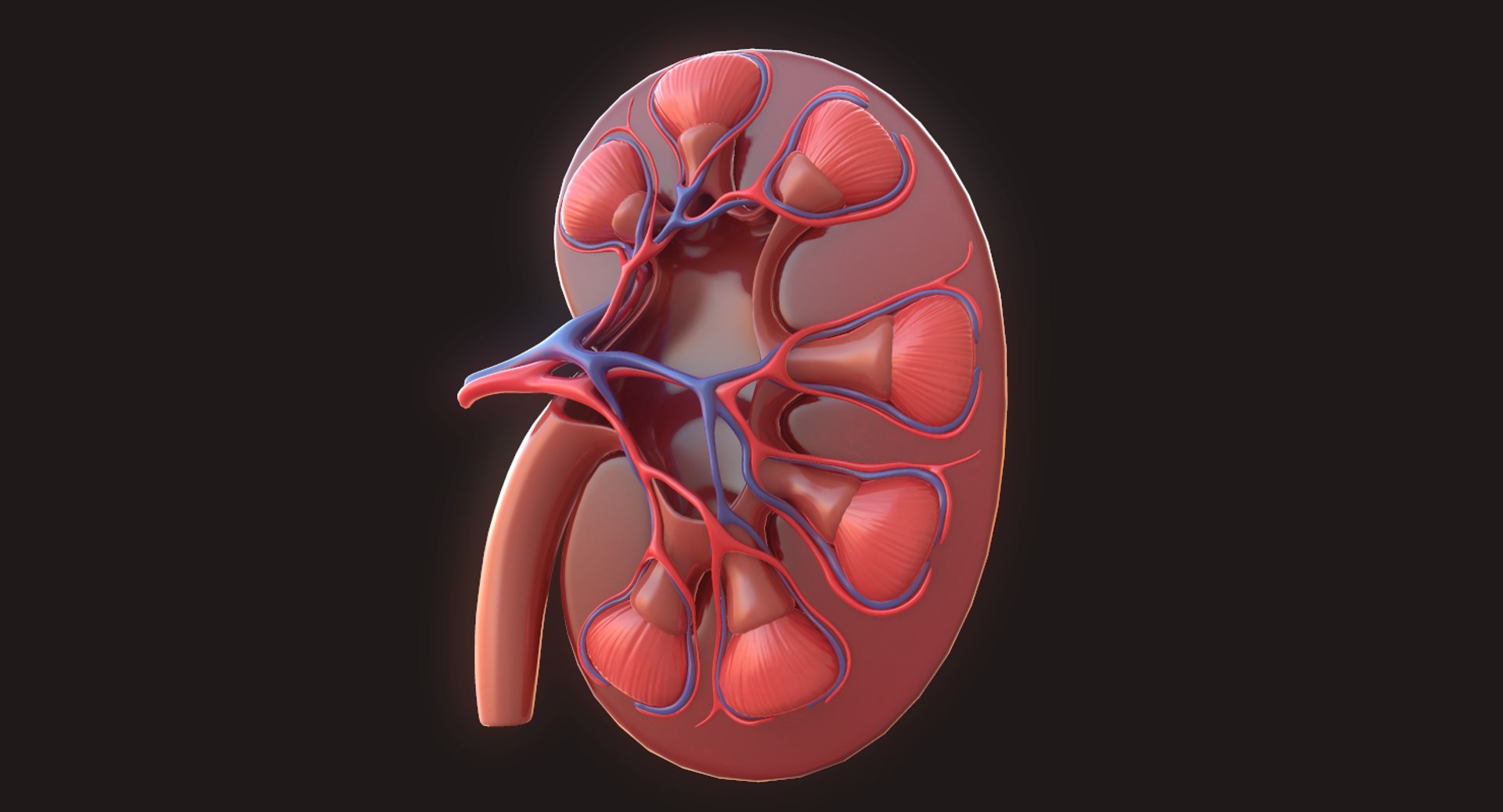 human kidney 3D model https://p.turbosquid.com/ts-thumb/sf/46v7Kf/dZTlBuhi/3/png/1562342648/1920x1080/fit_q87/d26a9c1f773bdb69dd3d3e6fa13d3799e54067b1/3.jpg