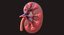 Human Kidney