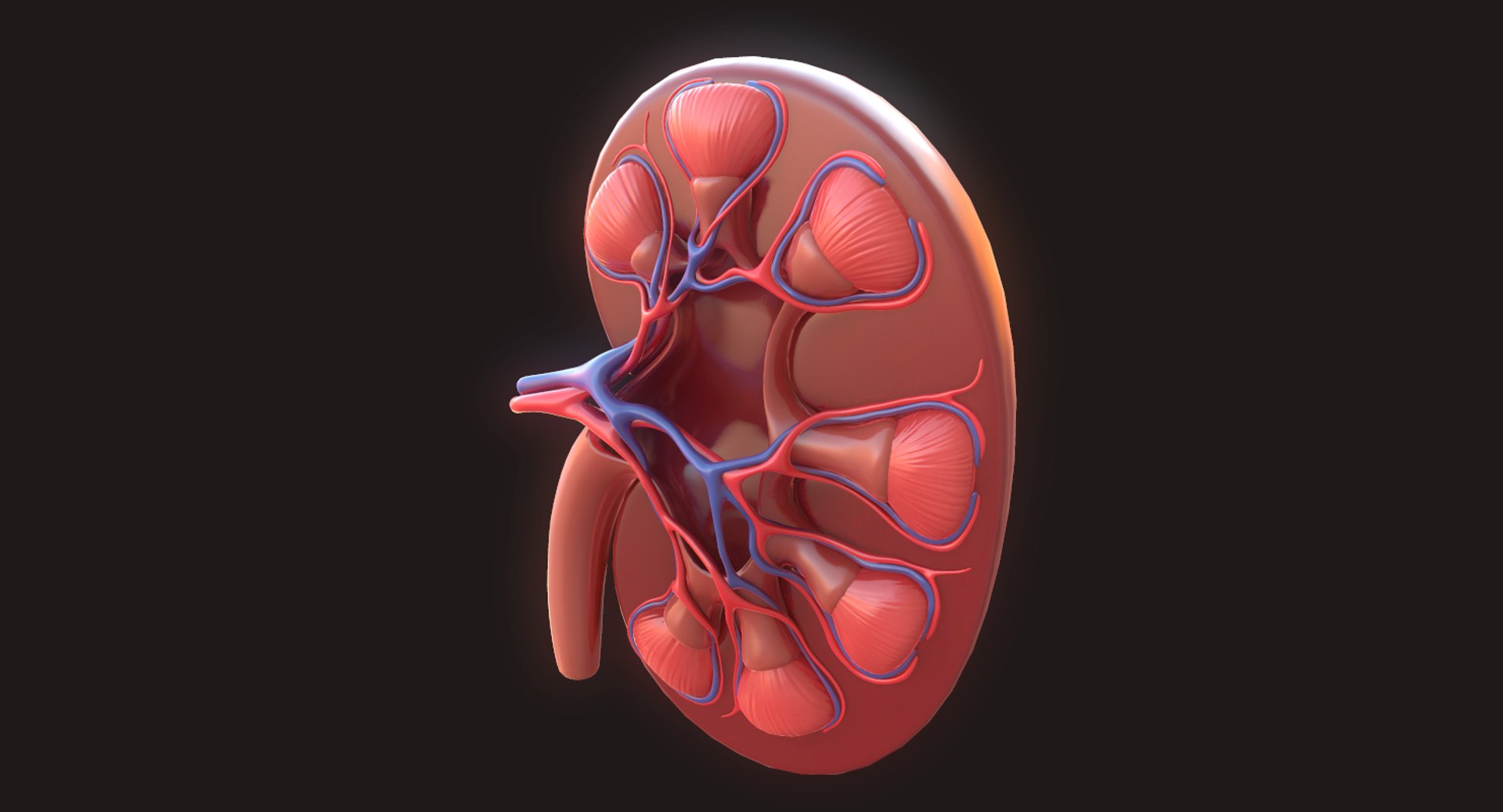 Human Kidney 3D Model - TurboSquid 1423343