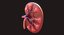 Human Kidney