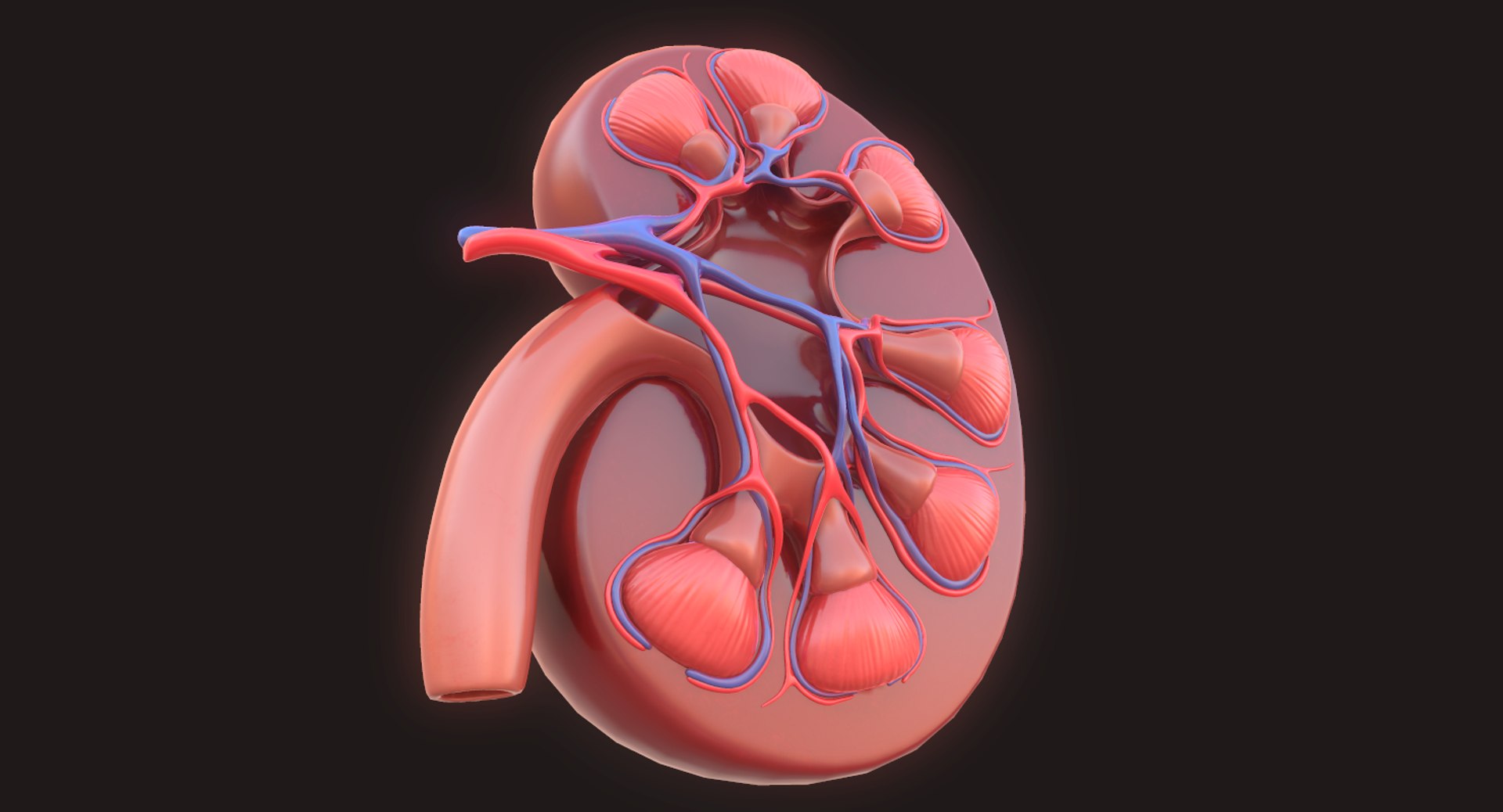 human kidney 3D model https://p.turbosquid.com/ts-thumb/sf/46v7Kf/ku25ldms/7/png/1562342648/1920x1080/fit_q87/b9b37b0e3f7b4d1e826103e36bc9e445f8580623/7.jpg