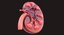 Human Kidney