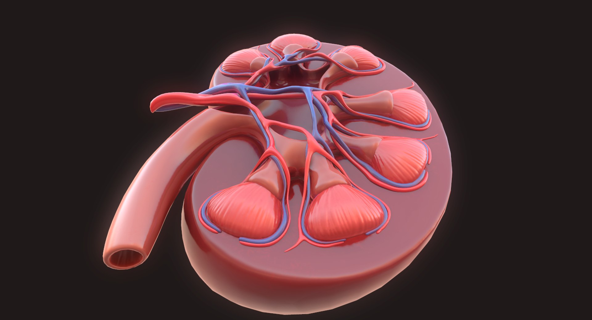 human kidney 3D model https://p.turbosquid.com/ts-thumb/sf/46v7Kf/xZ8VmWsF/14/png/1562342648/1920x1080/fit_q87/480c79c17870d53e605731092eda91e54d639ca0/14.jpg