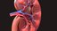 Human Kidney