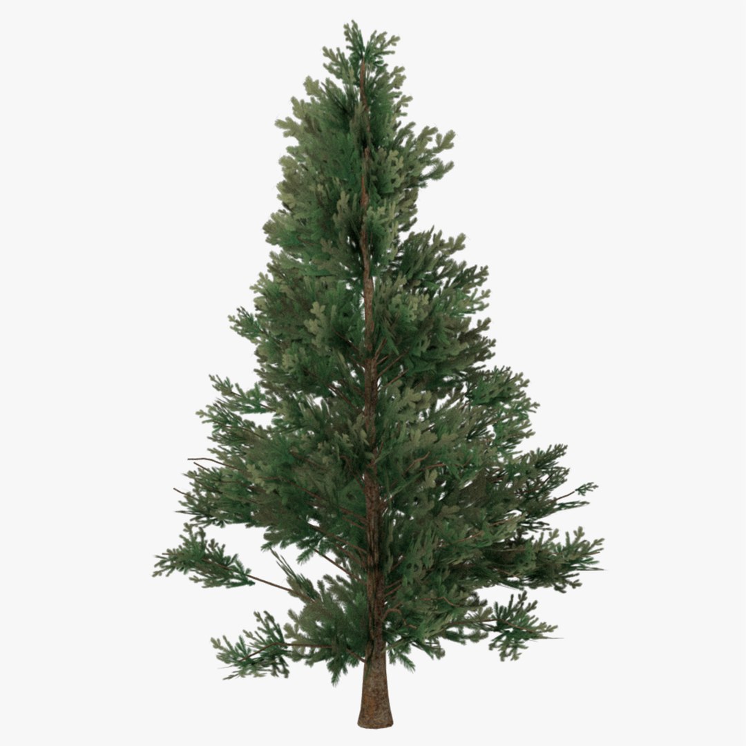 3D Model Fir Tree - TurboSquid 1285235