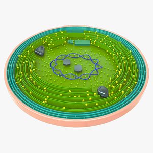 3D cyanobacteria cell