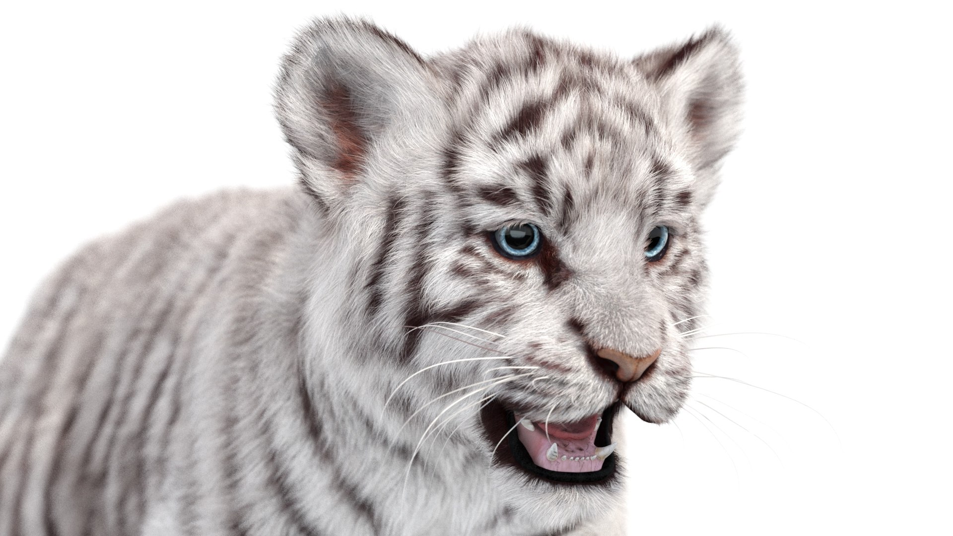 Rigged White Tiger Cub 3D Model Fur 3D https://p.turbosquid.com/ts-thumb/sf/PUcEmd/1C/riggedwhitefurtigercub3dmodelarnold15/jpg/1737277641/1920x1080/fit_q87/4c69358a1d36b2e63a321cf8edfec02152108488/riggedwhitefurtigercub3dmodelarnold15.jpg