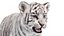 Rigged White Tiger Cub Fur