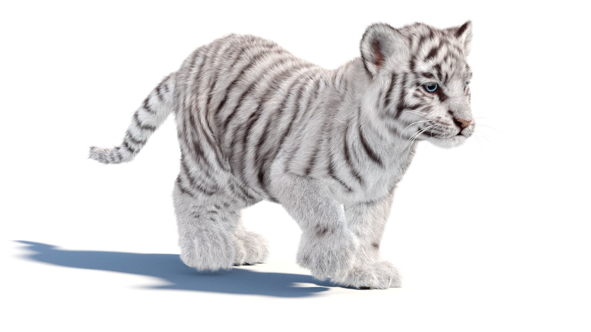 Rigged White Tiger Cub 3D Model Fur 3D https://p.turbosquid.com/ts-thumb/sf/PUcEmd/3w/riggedwhitefurtigercub3dmodelarnold04/jpg/1737277606/1920x1080/fit_q87/ddfc8d1e1be358b7fb34c8df63ef1cc991077444/riggedwhitefurtigercub3dmodelarnold04.jpg