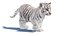 Rigged White Tiger Cub Fur
