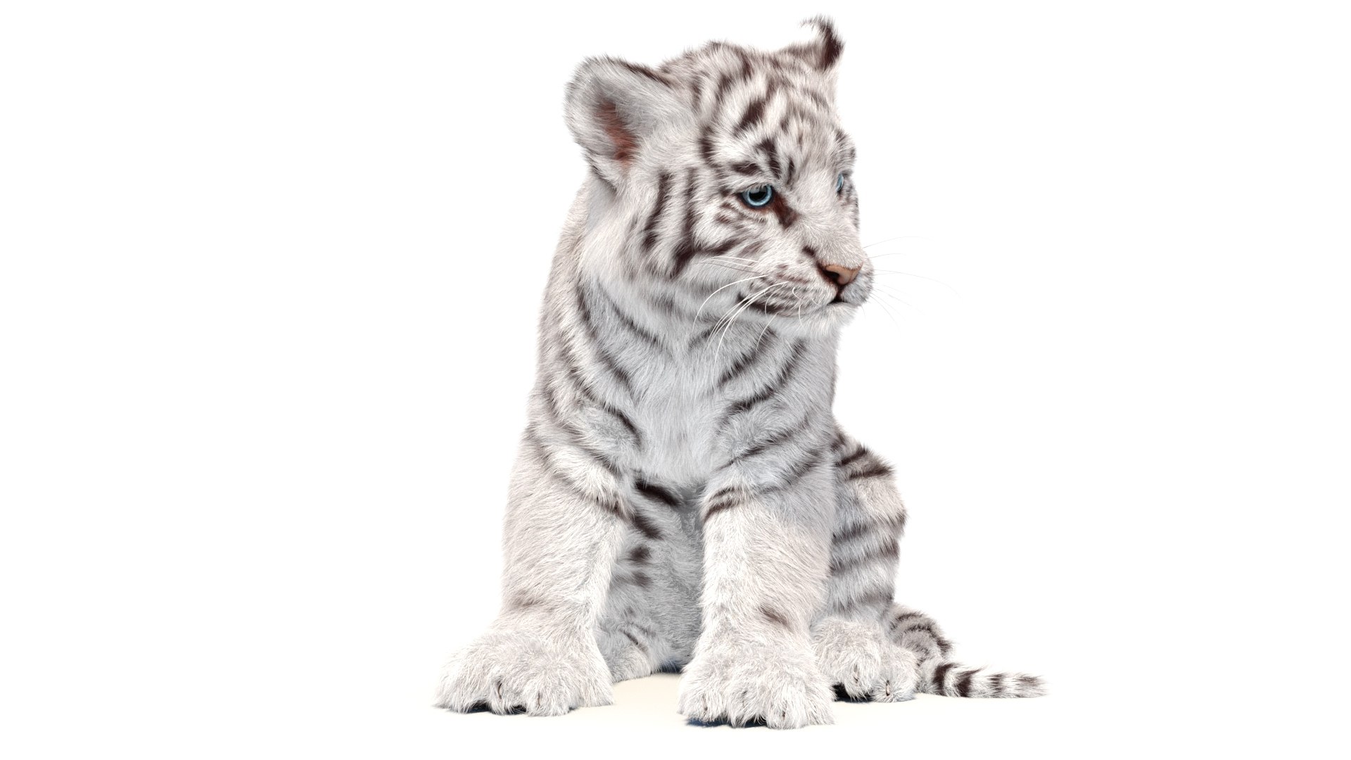 Rigged White Tiger Cub 3D Model Fur 3D https://p.turbosquid.com/ts-thumb/sf/PUcEmd/5J/riggedwhitefurtigercub3dmodelarnold03/jpg/1737277601/1920x1080/fit_q87/8525e7a7669ec57859f60b612ac81a59f5bb643e/riggedwhitefurtigercub3dmodelarnold03.jpg