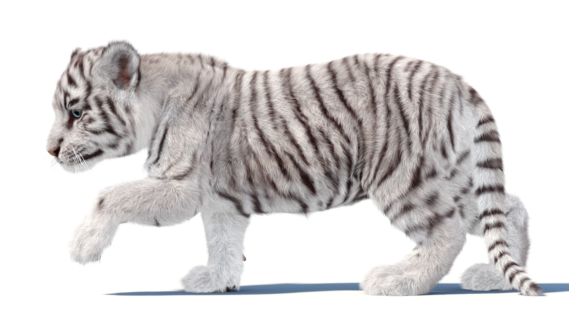 Rigged White Tiger Cub 3D Model Fur 3D https://p.turbosquid.com/ts-thumb/sf/PUcEmd/GX/riggedwhitefurtigercub3dmodelarnold12/jpg/1737277637/1920x1080/fit_q87/55fbeaac64813939c1445edb8f5e0a065fa876e7/riggedwhitefurtigercub3dmodelarnold12.jpg