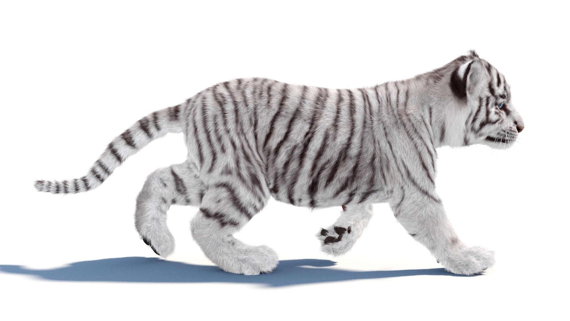 Rigged White Tiger Cub 3D Model Fur 3D https://p.turbosquid.com/ts-thumb/sf/PUcEmd/Gr/riggedwhitefurtigercub3dmodelarnold09/jpg/1737277624/1920x1080/fit_q87/fd0fde0e8e3bd83b79689ad5f519a601227c1ee1/riggedwhitefurtigercub3dmodelarnold09.jpg