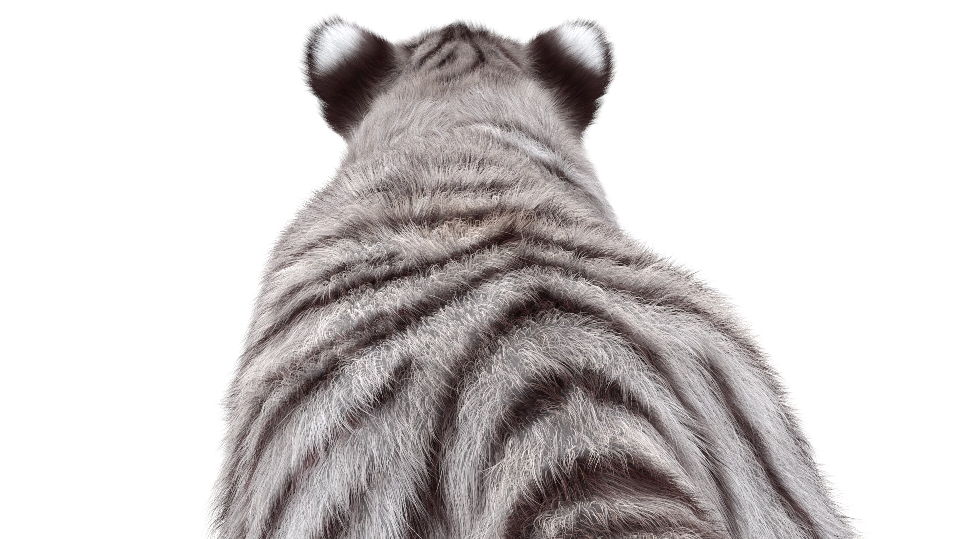 Rigged White Tiger Cub 3D Model Fur 3D https://p.turbosquid.com/ts-thumb/sf/PUcEmd/Jk/riggedwhitefurtigercub3dmodelarnold17/jpg/1737277642/1920x1080/fit_q87/cc98aaed363df1a2638920ba50189f3520ae42bc/riggedwhitefurtigercub3dmodelarnold17.jpg