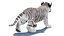Rigged White Tiger Cub Fur