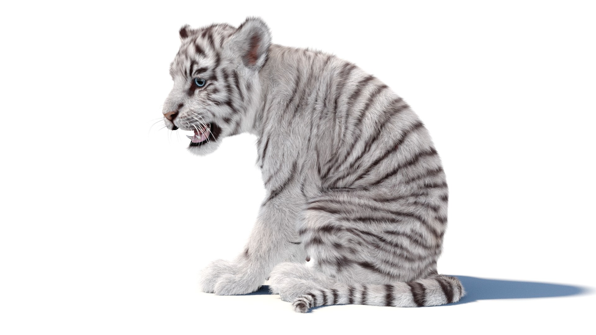 Rigged White Tiger Cub 3D Model Fur 3D https://p.turbosquid.com/ts-thumb/sf/PUcEmd/W9/riggedwhitefurtigercub3dmodelarnold08/jpg/1737277620/1920x1080/fit_q87/4d8c61e9794818b3200030b21ef36cfe952ba3a6/riggedwhitefurtigercub3dmodelarnold08.jpg