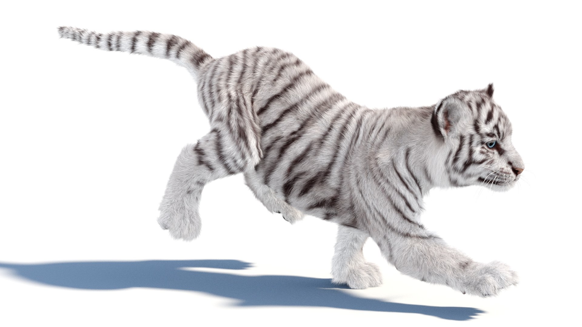 Rigged White Tiger Cub 3D Model Fur 3D https://p.turbosquid.com/ts-thumb/sf/PUcEmd/lL/riggedwhitefurtigercub3dmodelarnold07/jpg/1737277615/1920x1080/fit_q87/e67db73f90381880aecef6ed72dfcb34e671c9f1/riggedwhitefurtigercub3dmodelarnold07.jpg