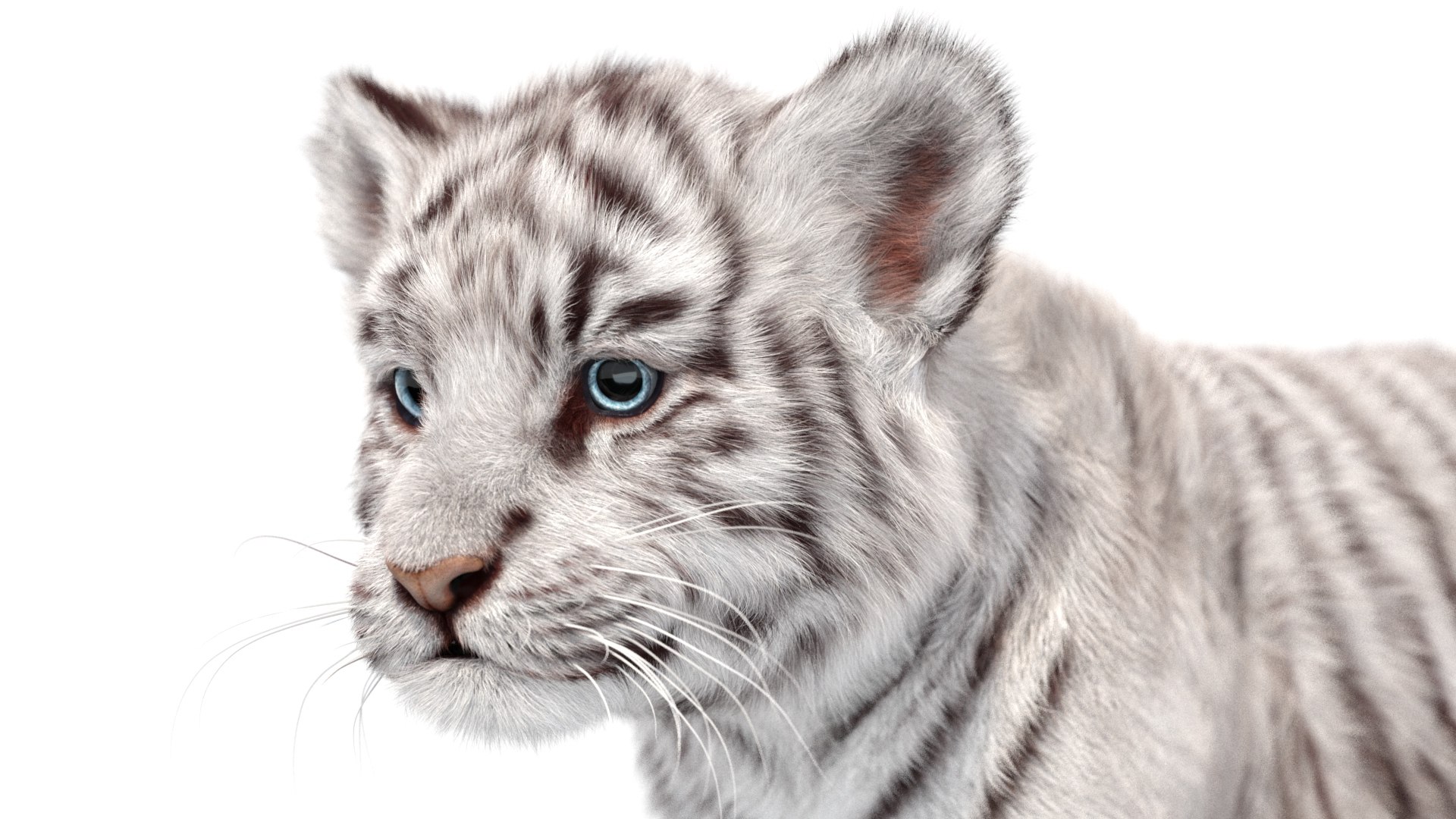 Rigged White Tiger Cub 3D Model Fur 3D https://p.turbosquid.com/ts-thumb/sf/PUcEmd/oG/riggedwhitefurtigercub3dmodelarnold16/jpg/1737277642/1920x1080/fit_q87/ae722e68f2f53df9f5c454b25c37ccc9c3f34e5f/riggedwhitefurtigercub3dmodelarnold16.jpg