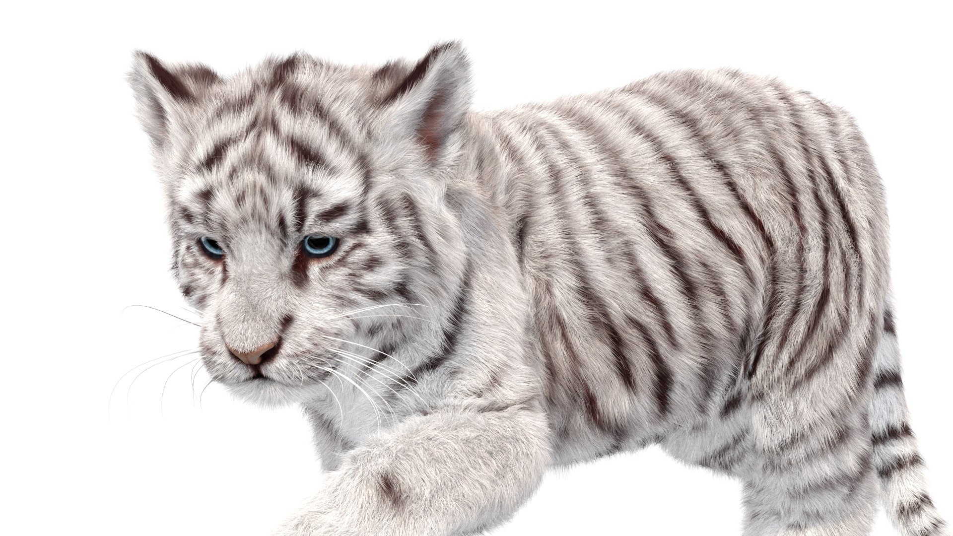 Rigged White Tiger Cub 3D Model Fur 3D https://p.turbosquid.com/ts-thumb/sf/PUcEmd/s0/riggedwhitefurtigercub3dmodelarnold13/jpg/1737277639/1920x1080/fit_q87/c673c673f31f1f735aaf81287a02c5e5722de779/riggedwhitefurtigercub3dmodelarnold13.jpg