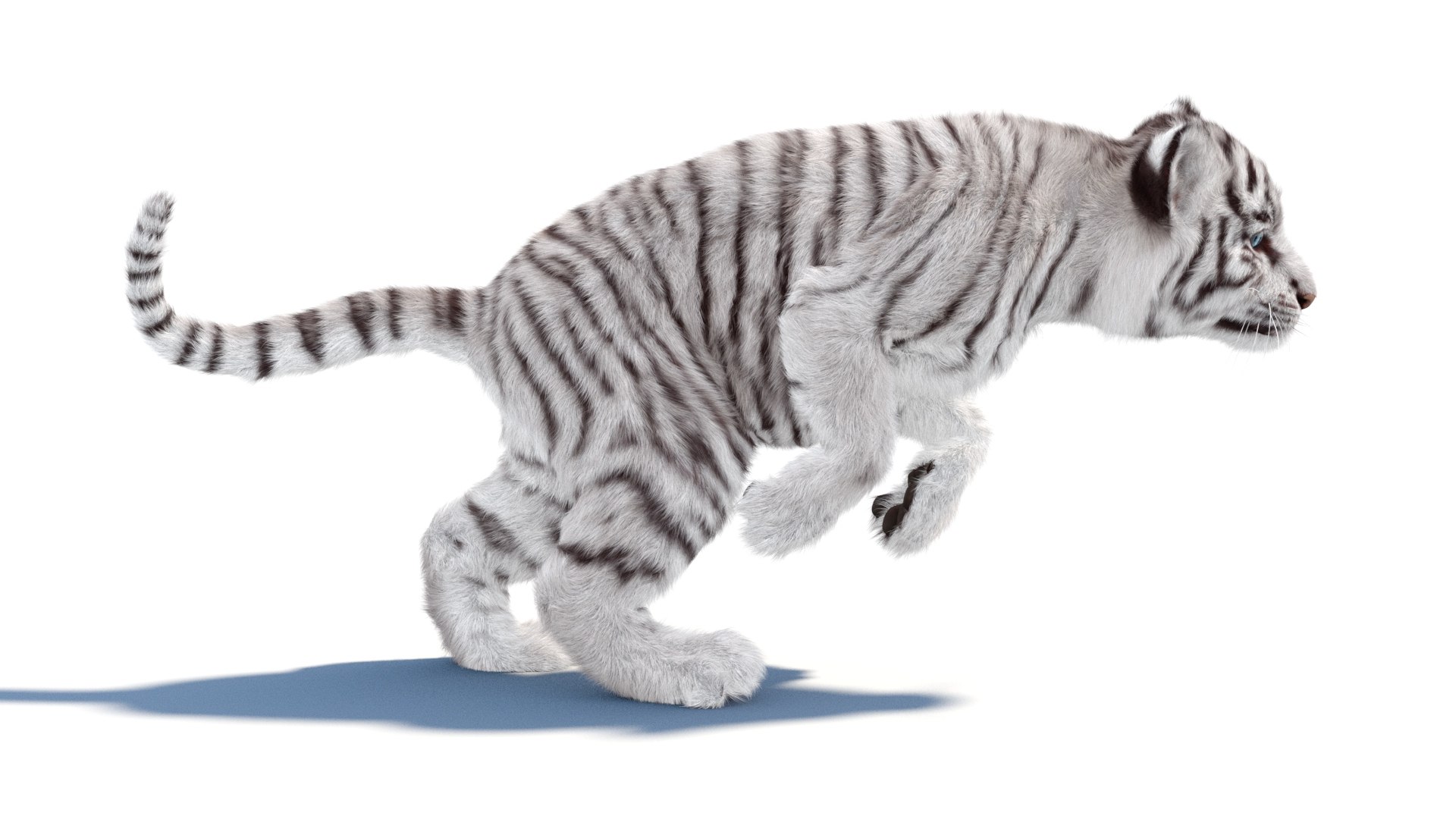 Rigged White Tiger Cub 3D Model Fur 3D https://p.turbosquid.com/ts-thumb/sf/PUcEmd/tI/riggedwhitefurtigercub3dmodelarnold06/jpg/1737277612/1920x1080/fit_q87/7b0064a9911017c5276f7dc1e6064d2bd31204c5/riggedwhitefurtigercub3dmodelarnold06.jpg