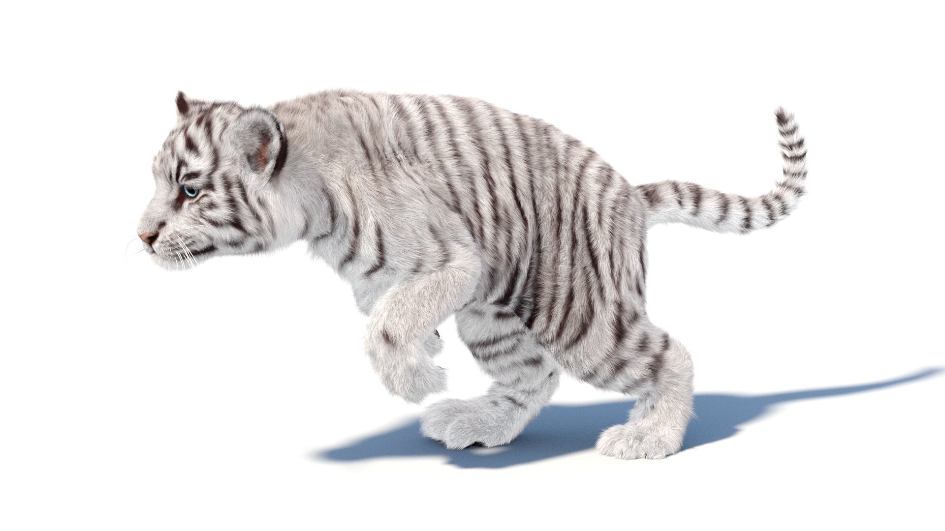 Rigged White Tiger Cub 3D Model Fur 3D https://p.turbosquid.com/ts-thumb/sf/PUcEmd/xv/riggedwhitefurtigercub3dmodelarnold05/jpg/1737277609/1920x1080/fit_q87/3bd7a586fe2ac91e2ca45fc34cca6db90e0c77dc/riggedwhitefurtigercub3dmodelarnold05.jpg