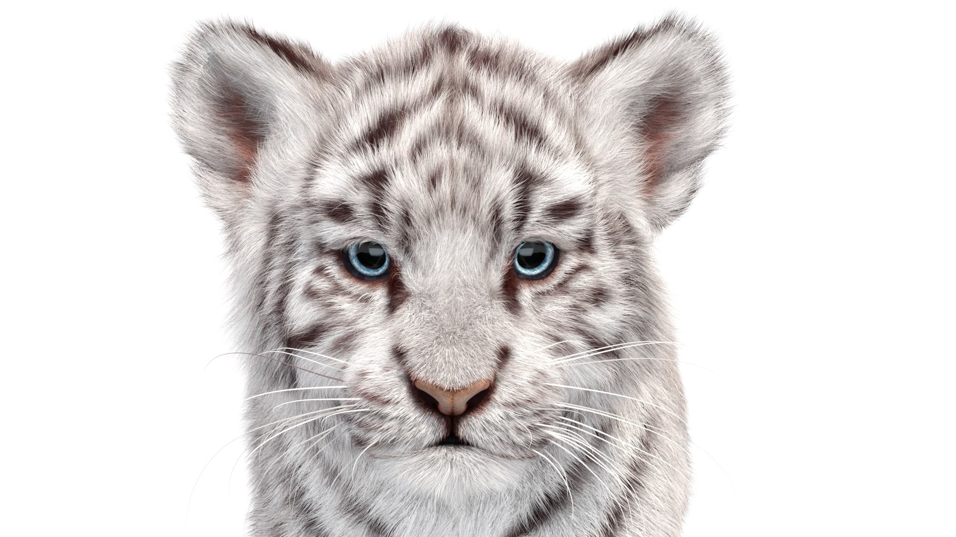 Rigged White Tiger Cub 3D Model Fur 3D https://p.turbosquid.com/ts-thumb/sf/PUcEmd/ym/riggedwhitefurtigercub3dmodelarnold14/jpg/1737277640/1920x1080/fit_q87/daa3603f1d60afc77b1b383583feb47383f734e2/riggedwhitefurtigercub3dmodelarnold14.jpg