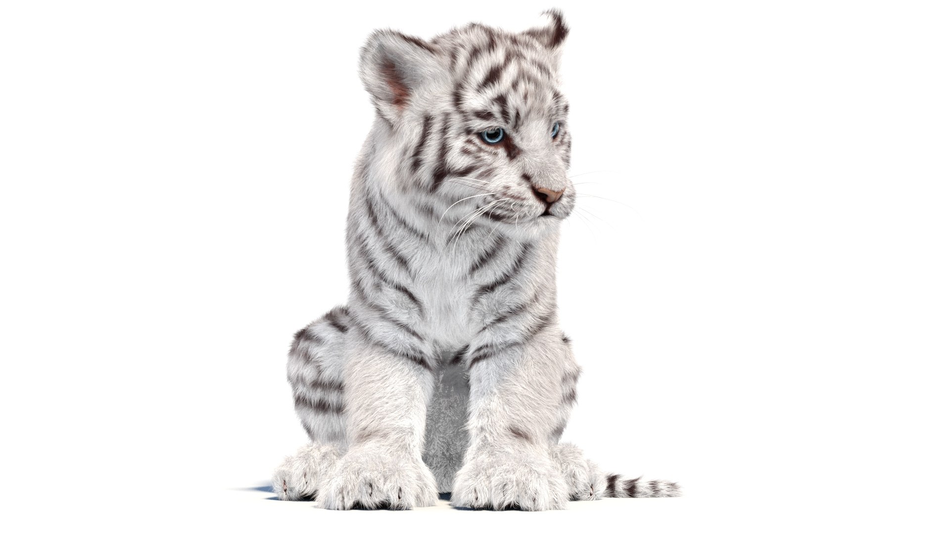 Rigged White Tiger Cub 3D Model Fur 3D https://p.turbosquid.com/ts-thumb/sf/PUcEmd/zs/riggedwhitefurtigercub3dmodelarnold11/jpg/1737277636/1920x1080/fit_q87/b73586853c3643d9f4a13aa4b23db5cf12caebac/riggedwhitefurtigercub3dmodelarnold11.jpg