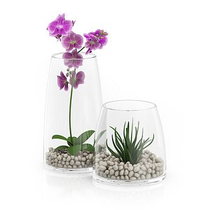 plants glass orchid 3d model