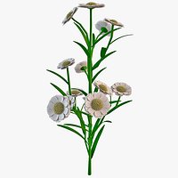 Achillea Millefolium Flower