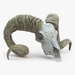 Old Ram Skull with Twisted Horns model