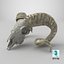 Old Ram Skull with Twisted Horns