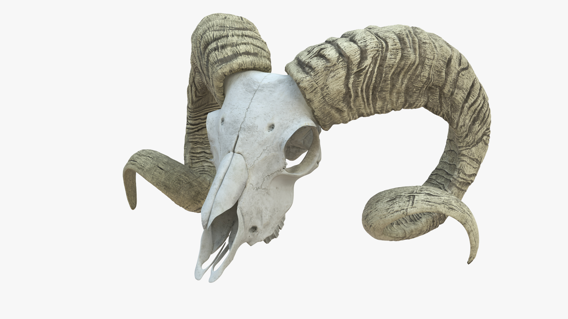 Old Ram Skull with Twisted Horns model https://p.turbosquid.com/ts-thumb/sf/qc2rpw/Er/old_ram_skull_with_twisted_horns_360/jpg/1734149385/1920x1080/turn_fit_q99/7311f1894739a6fbb371f385d2f01e3031eb1c8d/old_ram_skull_with_twisted_horns_360-1.jpg