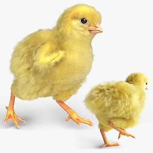 3D Baby Chick Fur Rigged For Blender model
